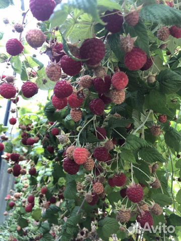 Рассада малины, ежевика и др