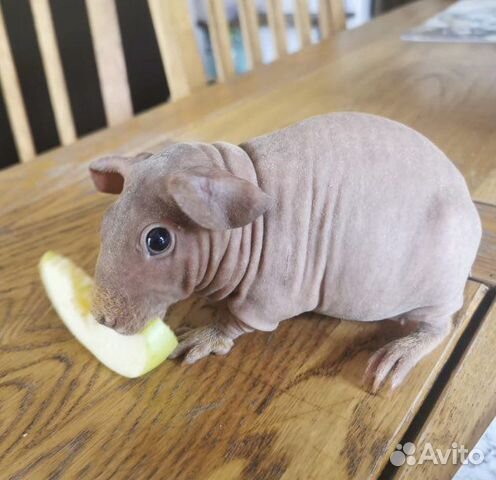 Морская свинка скинни
