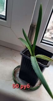 Излишки цветов