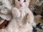 Бежевый полосатый котенок с голубыми глаза