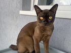 Вязка бурманский кот