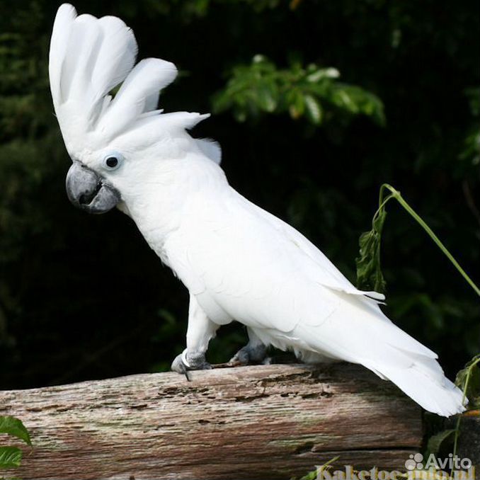 Большой какаду. Белый попугай Какаду. Белохохлый Какаду.