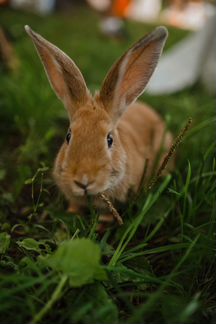 Домашний кролики для фотосессии