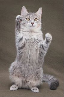 Котенок в дар в добрые руки