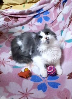 Котёнок мальчик 4 с половиной месяца