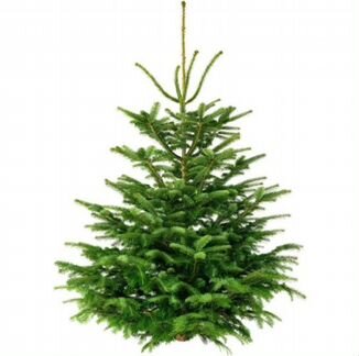 Датская елка (пихта Нордмана) в горшке