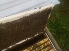 Пчелосемьи в зиму,Пчелопакеты,Бакфаст Карника объявление продам
