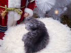 Мраморные шотландские котята объявление продам