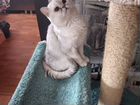 Шотландский серебристый котик