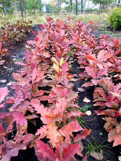 Дуб красный (Канадский )