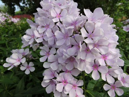 Цветы садовые многолетние