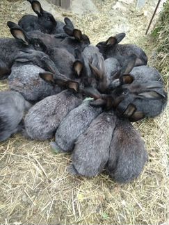 Кролики самки полтавское серебро на племя