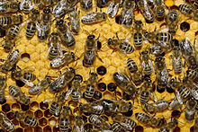Пчелинные домики