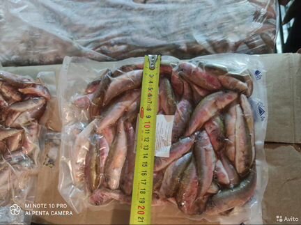 Рыба барабуля