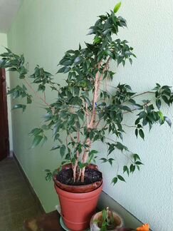 Фикус Бенджамина