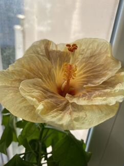 Гибискус Укорененный черенок