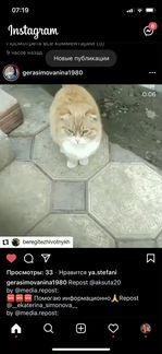 Рыжая шотландская кошка на улице