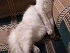 Кошка невская маскарадная ишем кота для вязки