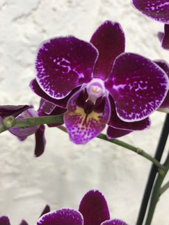 Орхидея Фаленопсис