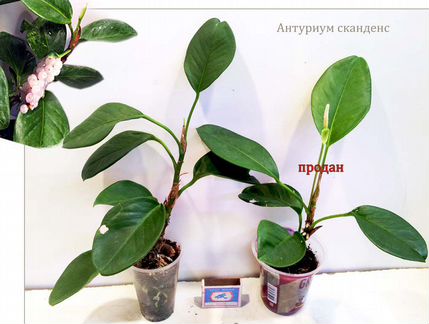 Антуриум замиокулькас аcпидистра хойи церопегия