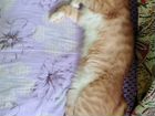 Египетский кот. Цвет ореховый объявление продам