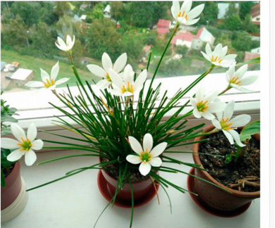 Зефирантес