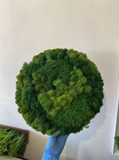 Стабилизированный мох комплект круглых