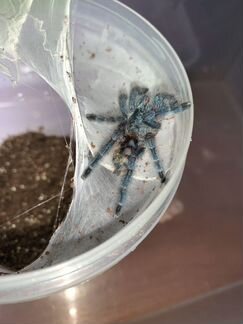 Avicularia versicolor L6