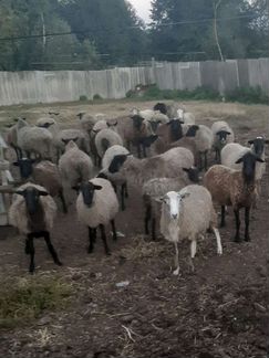 Продам овцы - фотография № 1