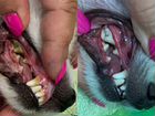Чистка зубов животным без наркоза