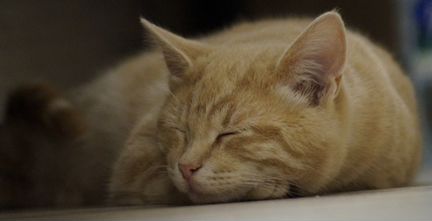 Мраморный котенок рыжий котенок Флокс, 6 месяцев