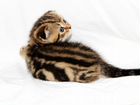 Шотландские вислоухие мраморные котятки объявление продам