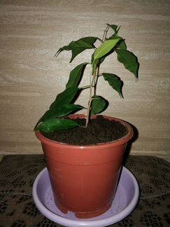 Фикус Бенджамина, укорененный