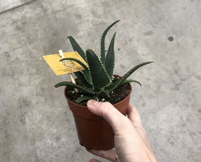 Алоэ Акулеата. Доставка