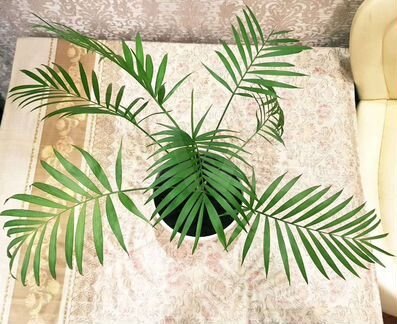 Тростниковая пальма Хамедорея комнатные растения