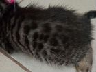 Котята беннальской кошки объявление продам