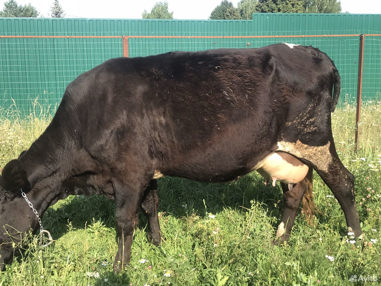 Продается корова. Продам корову. Коровы в поле. Бычки породы голштин. Продается корова красно белая.