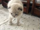 Продам сиамских вислоухих котят объявление продам