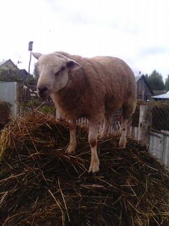 Овцы порода Тексель - фотография № 2