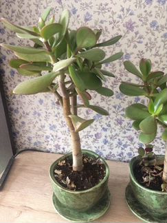 Денежное дерево.ном.2