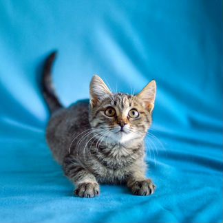 Котенок мальчик в добрые руки