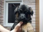 Немецкая овчарка супер щенки объявление продам