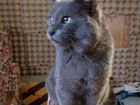 Русский голубой кот объявление продам