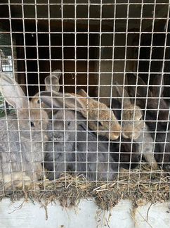 Кролики фландеры - фотография № 2