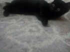 Котенок черной масти объявление продам