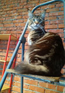 Огромные подростки кошечки и котик от папы межд.че
