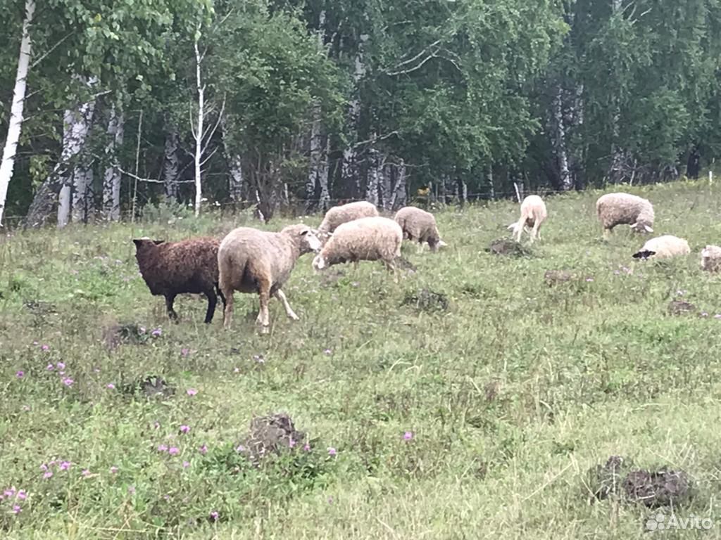 Плетеная мебель мамонтово алтайский край