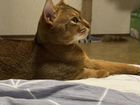 Вязка абиссинского кота объявление продам