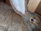 Кролики породы Бельгийский Фландр объявление продам