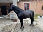 Англо-Карачаевская Лошадь